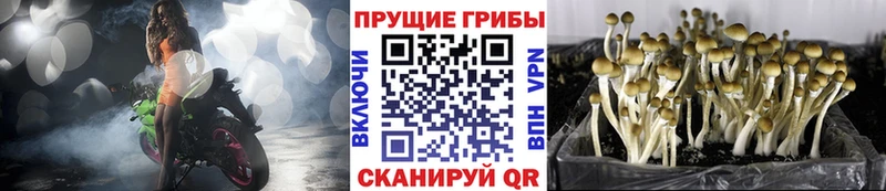 Псилоцибиновые грибы MAGIC MUSHROOMS  Купить где  Бронницы 